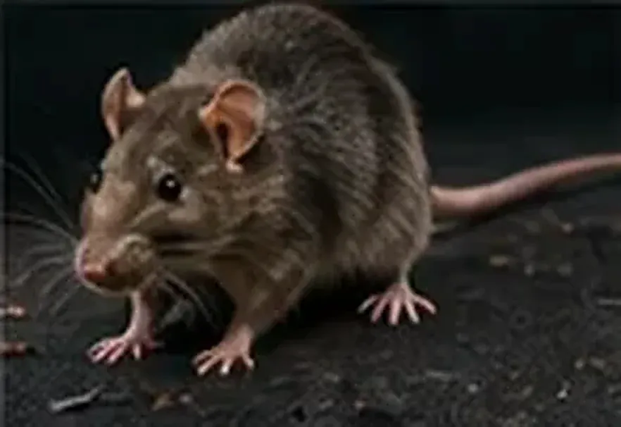 Norway rat on a dark floor beside debris (illustrative image)
